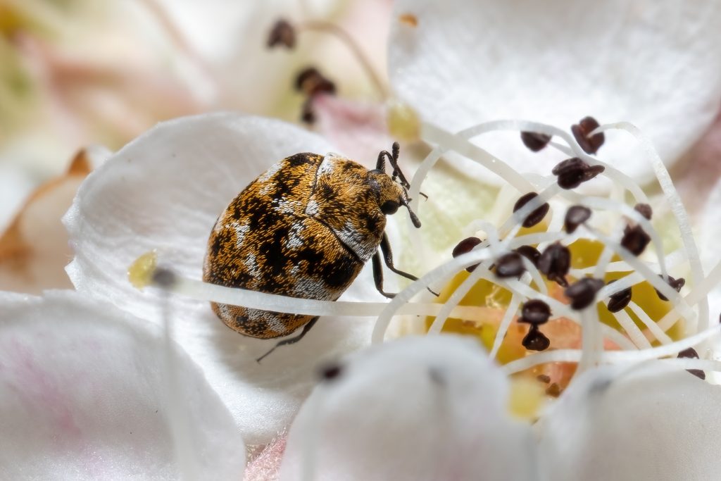 Close-up macro photograph of a fuzzy brown and gold bee on white flower petals with yellow stamens and dark pollen