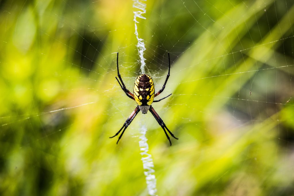 Striped wasp spider centered on silk web strands, yellow and green foliage bokeh background