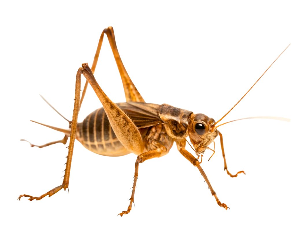 Golden-brown cricket photographed against white background, detailed macro studio shot showing legs, antennae