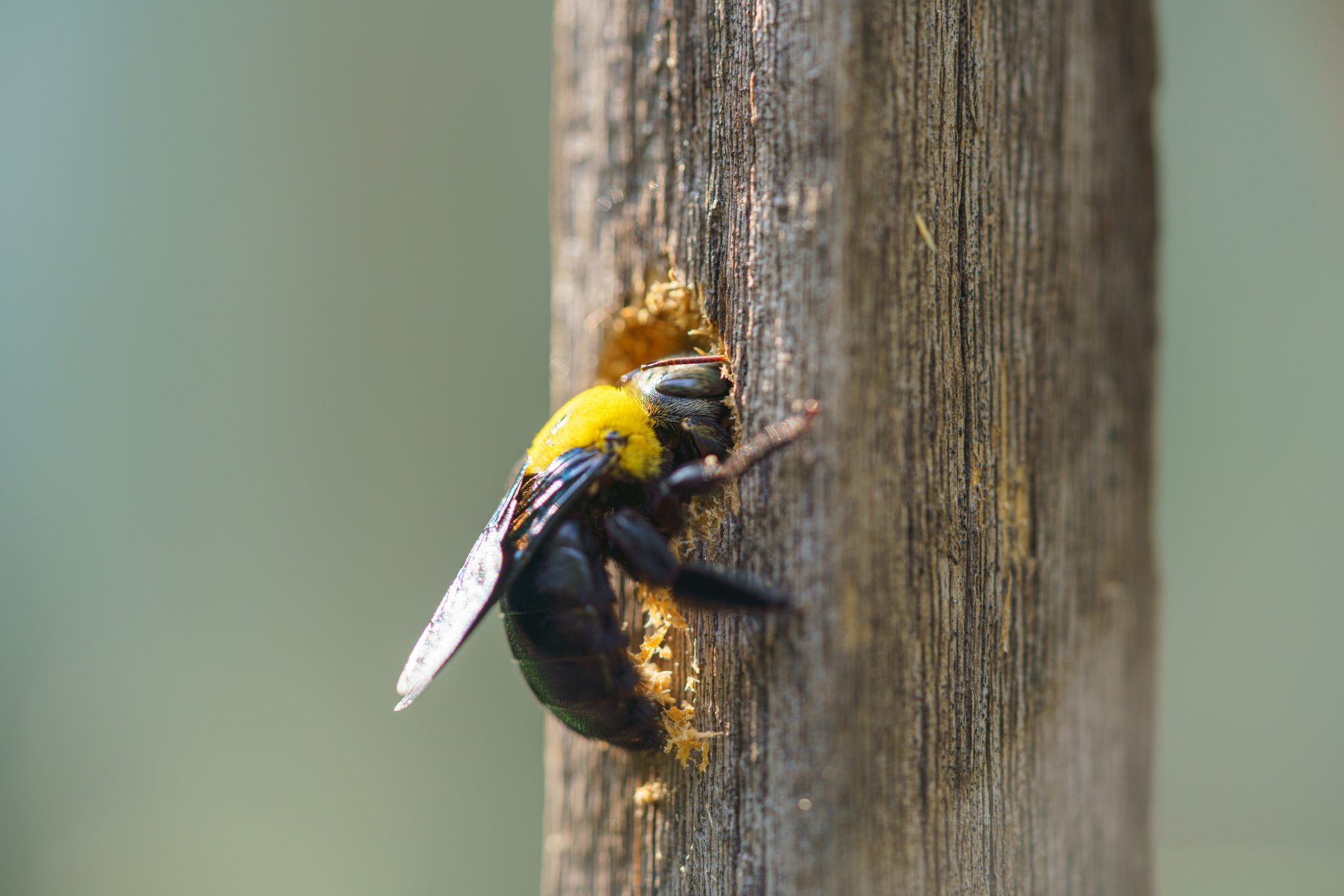 Carpenter bee with yellow thorax boring into a wooden post