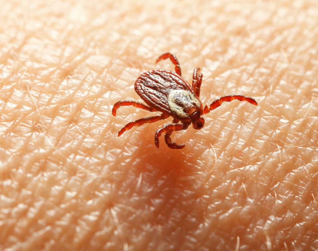 Close-up macro photograph of a red and brown tick on human skin