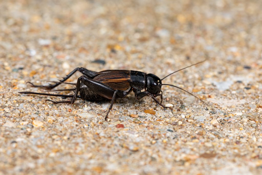 Black cricket with brown wing details on sandy, pebbled ground, close-up nature macro photography, side profile