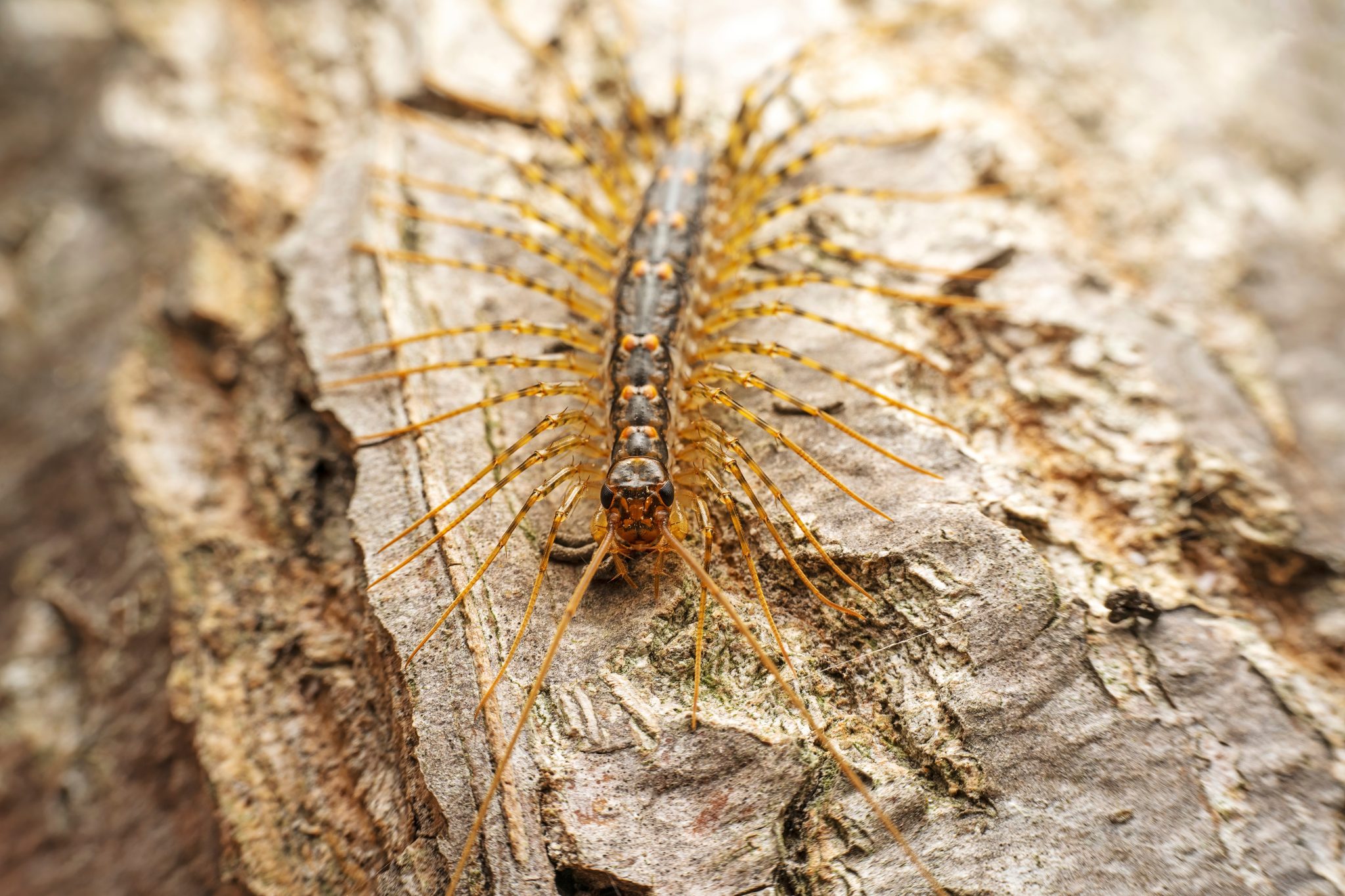 Golden-yellow centipede with long antennae on rough textured gray stone, macro nature photography, direct overhead view
