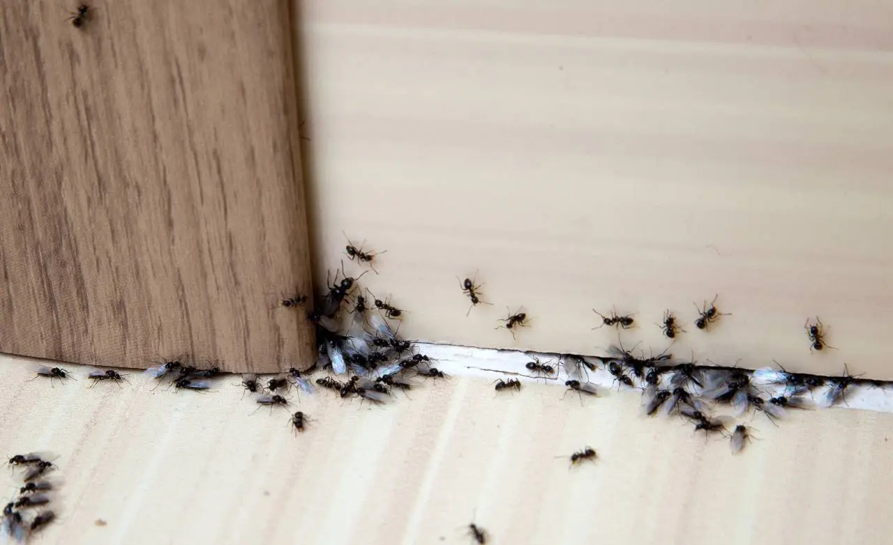 Ant trail along wooden baseboard and white wall junction, dozens of black ants in organized lines