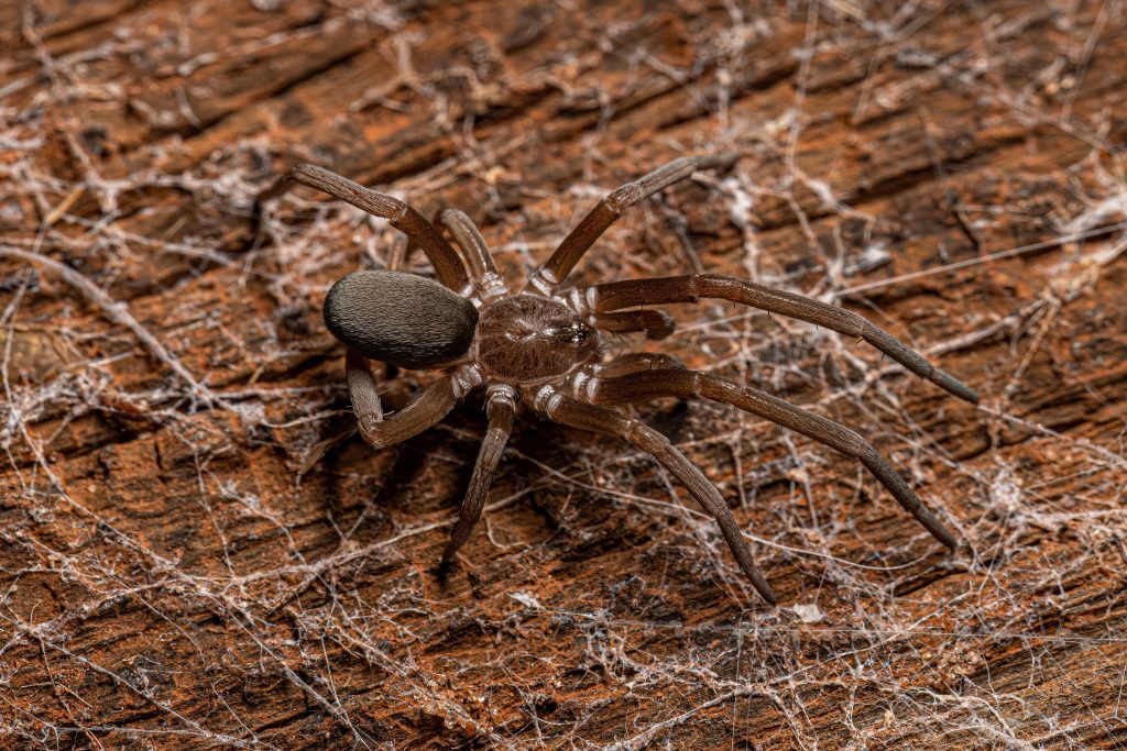 Brown tarantula on rocky ground with dried vegetation, macro wildlife photography, natural habitat close-up