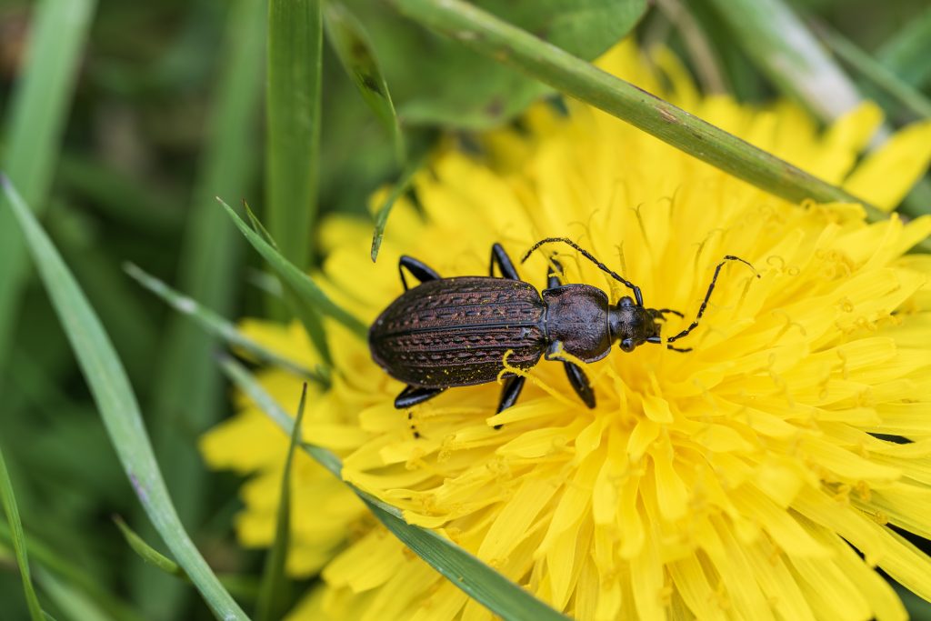 Dark ground beetle perched on bright yellow dandelion flower with green grass blades, close-up macro nature photography