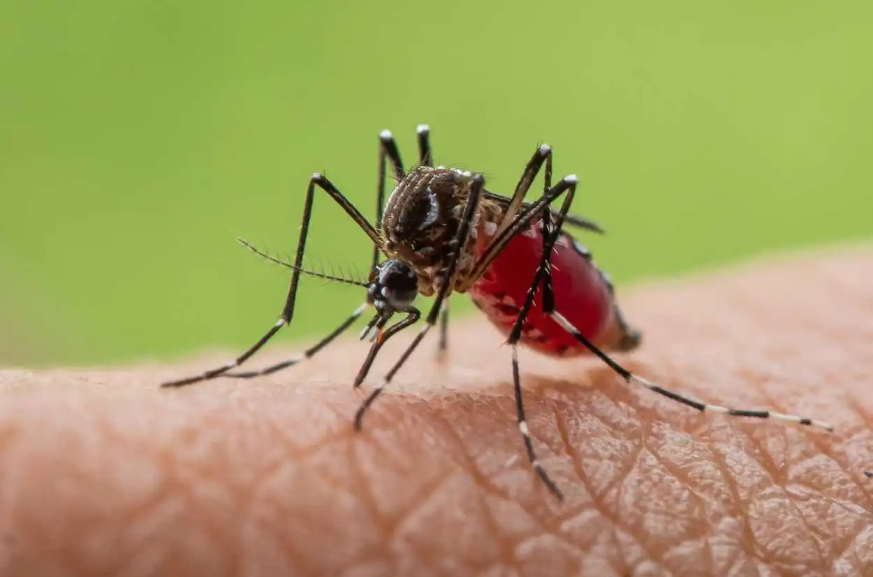 Close-up macro photograph of a mosquito with engorged red abdomen feeding on human skin