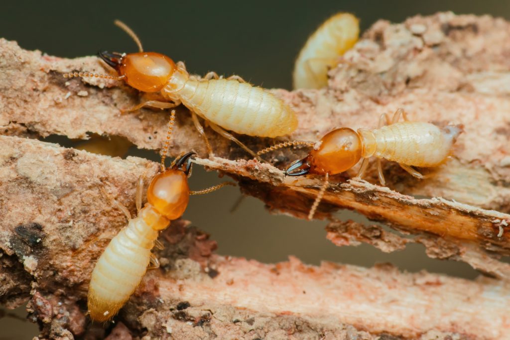 Close-up macro photograph of termites with orange heads and pale bodies crawling on weathered wood bark and soil