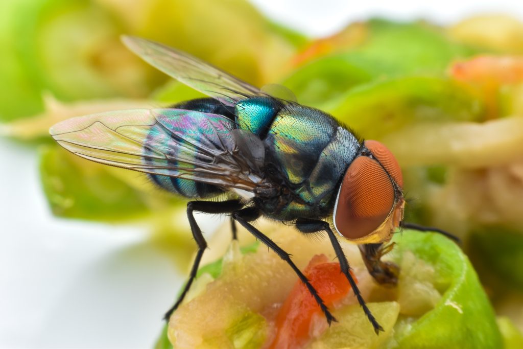 Iridescent fly with metallic turquoise and green head, orange compound eye, translucent wings