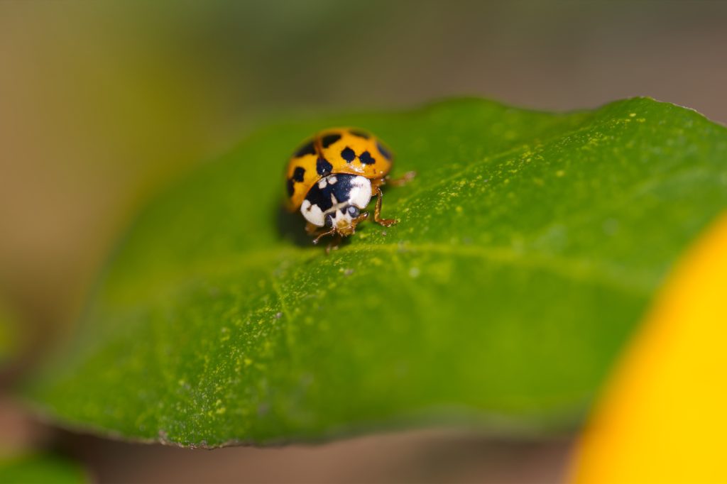 Macro close-up of a yellow and black spotted ladybug crawling on a dewy green leaf