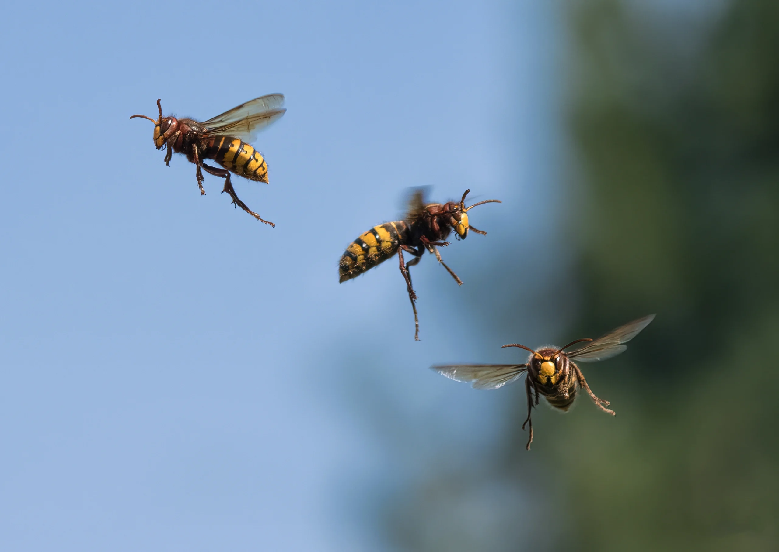 Three yellow and brown striped wasps in mid-flight against a blue sky with blurred green background