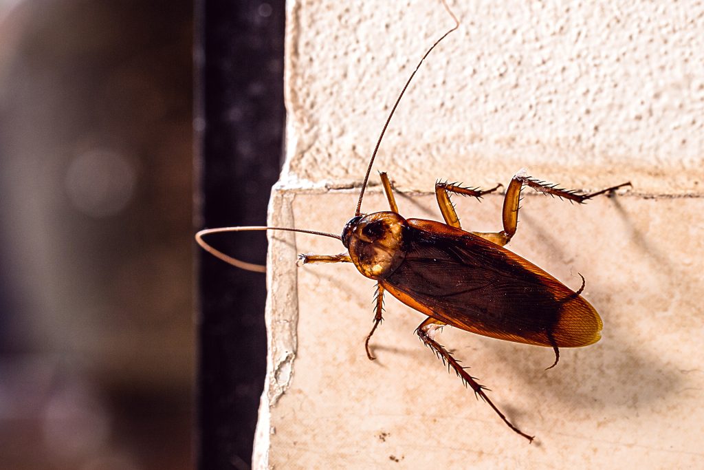 Close-up macro photography of a brown cockroach on a cream textured wall surface, dark blurred background
