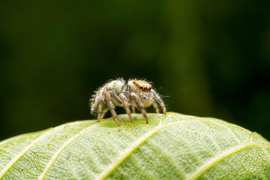 Macro close-up of a hairy jumping spider perched on a green leaf with visible veins, soft blurred green background