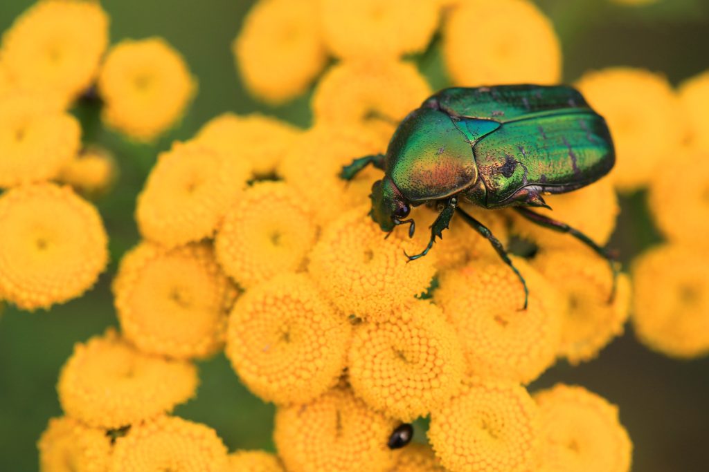Iridescent green beetle perched on bright yellow clustered flowers