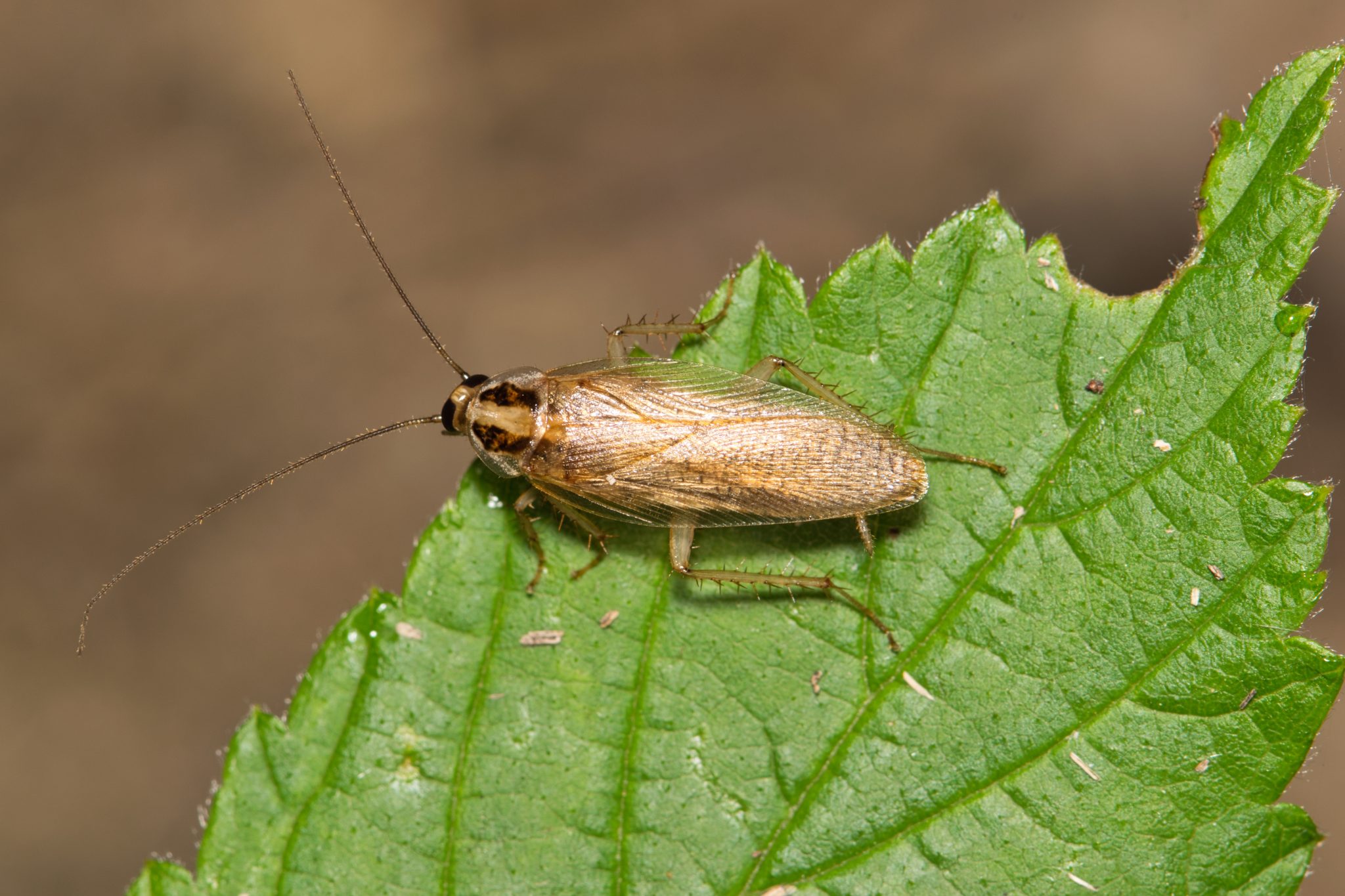 German cockroach with long antennae resting on a green leaf