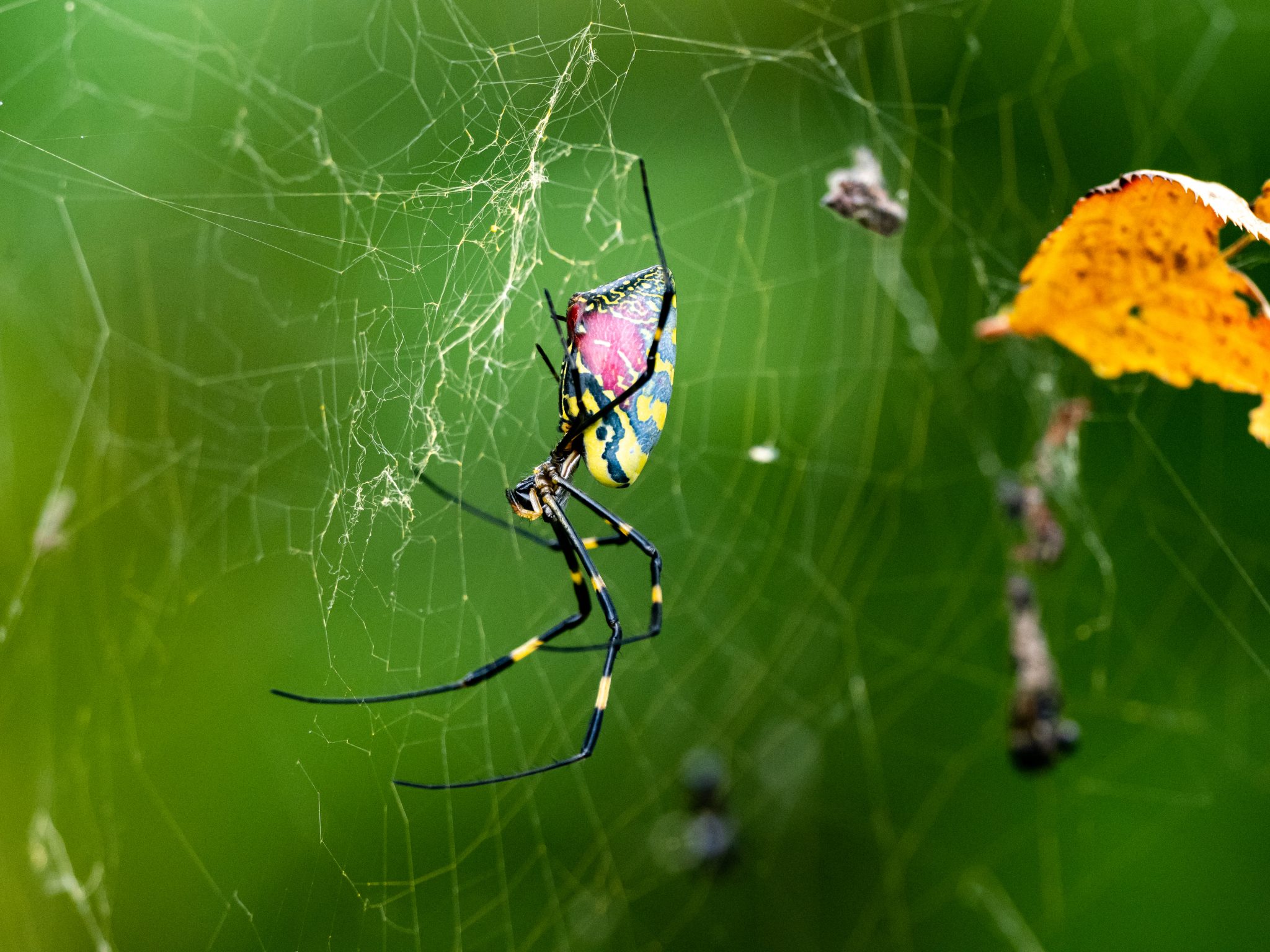 Colorful wasp spider with pink and yellow markings on intricate web, green foliage and yellow flower background