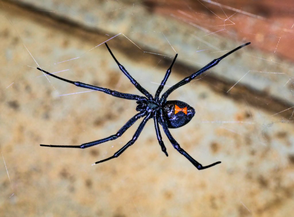 Highly venomous redback spider with glossy black body and distinctive red hourglass marking on abdomen