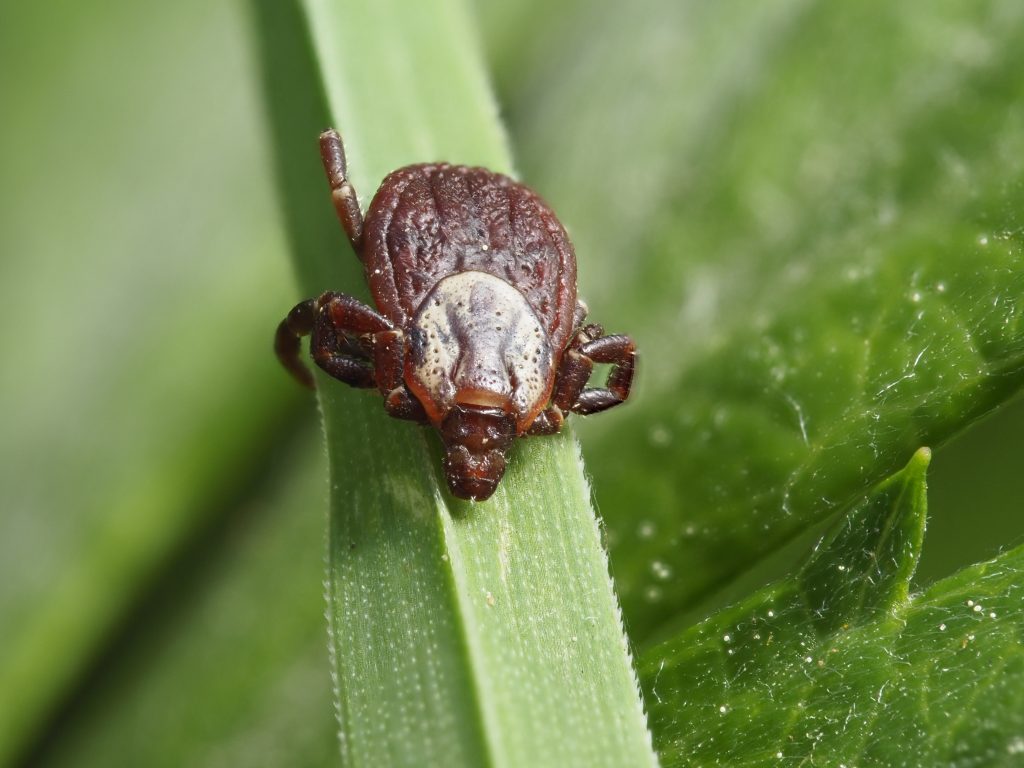 Close-up macro photograph of a dark brown tick clinging to a green plant stem, showing detailed texture and water droplets