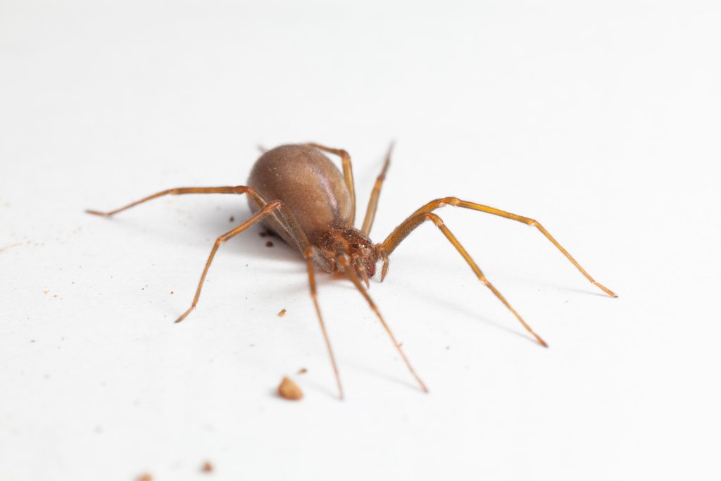 Brown spider with long legs on clean white background, macro product photography, isolated insect specimen shot
