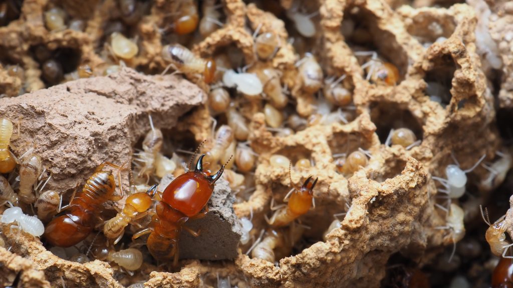 Termite colony in mud nest structure with worker and soldier termites, larvae, and eggs visible in tunnels