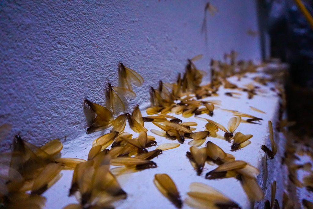 Close-up of scattered mussels on a textured concrete floor against a blue-purple wall