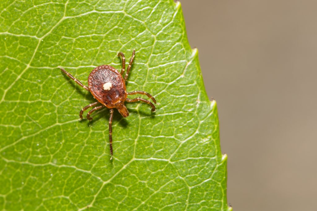 Brown tick crawling on bright green leaf with visible veins, macro nature photography, beige neutral background