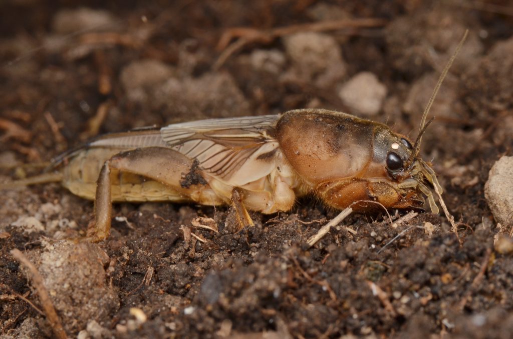 Brown cricket on soil and pebbles, macro wildlife photography, detailed insect with visible wings and legs
