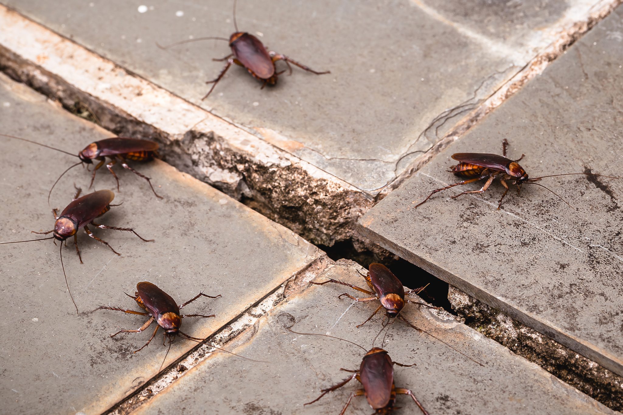 Several cockroaches crawling across cracked concrete tile flooring near a gap between slabs