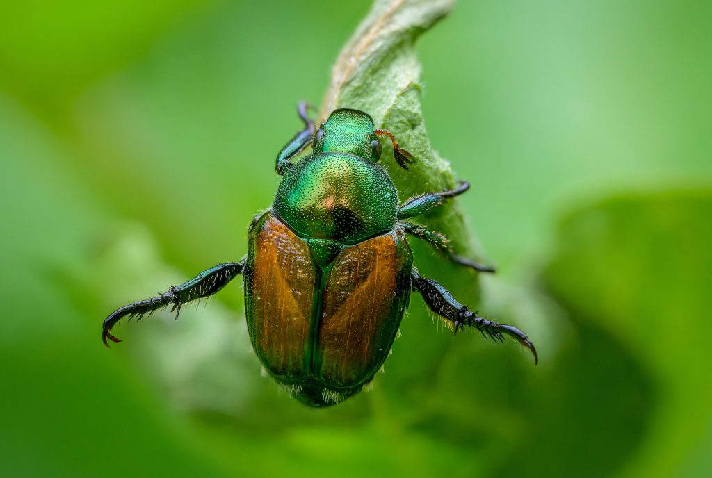 Iridescent green and bronze beetle clinging to a plant stem, macro nature photography with soft blurred green foliage