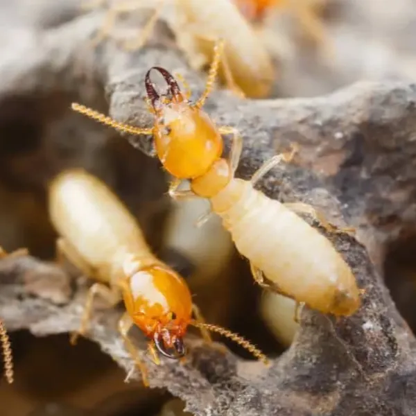 Macro photograph of termites on gray wood, showing soldiers with orange heads and worker termites with pale bodies