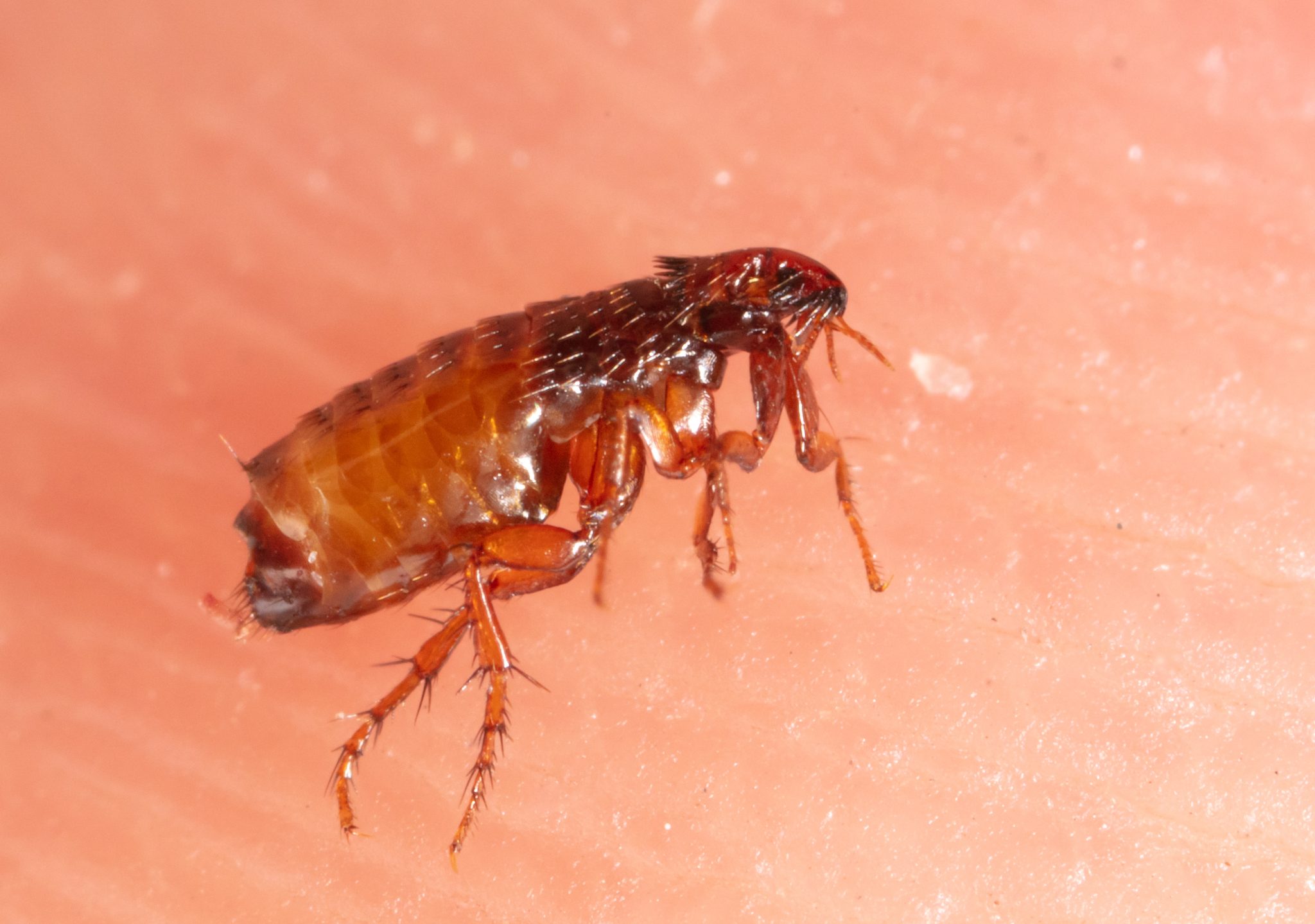 Close-up macro view of a flea with spiny legs standing on human skin