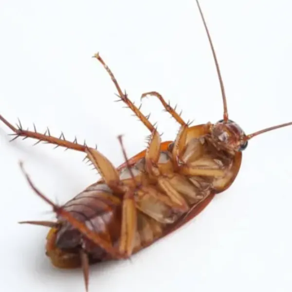 Dead cockroach on its back, brown and amber tones, legs and antennae extended, macro studio photography on white background