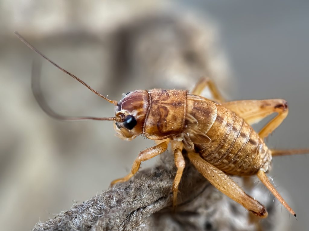 Brown cricket in profile on gray textured surface, macro photography with shallow depth of field, detailed view of head