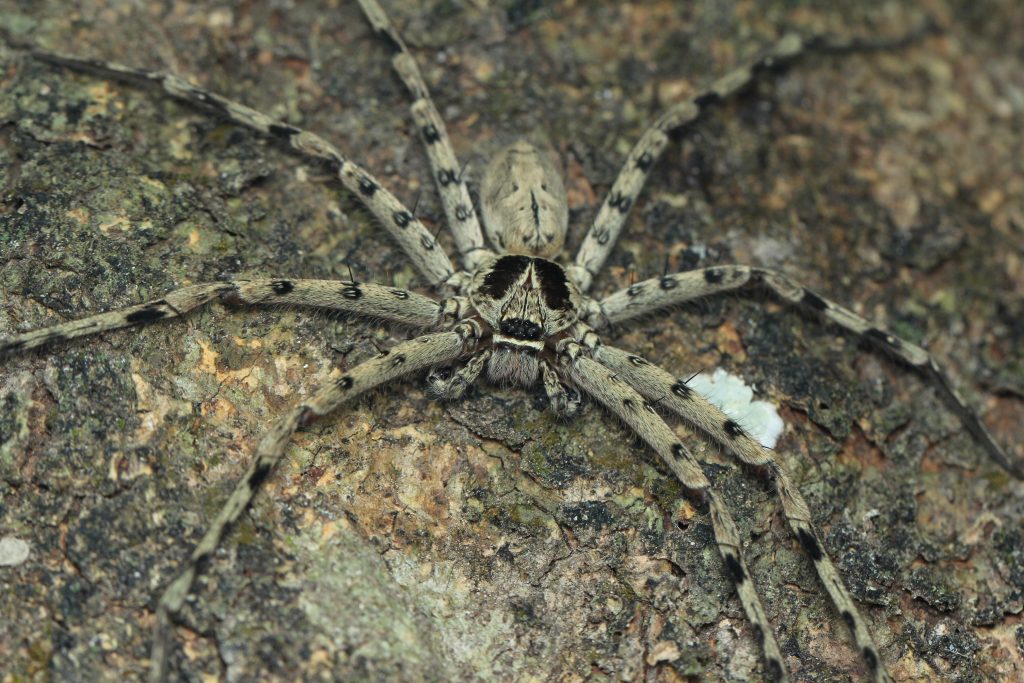 Beige and black striped spider with banded legs on weathered gray-brown stone surface, natural macro wildlife photography