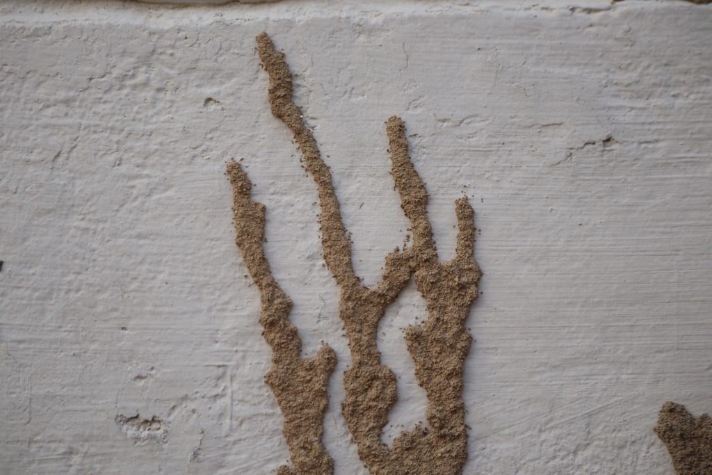 Mud dauber nests on white painted wall surface, close-up architectural detail, natural tan and cream palette