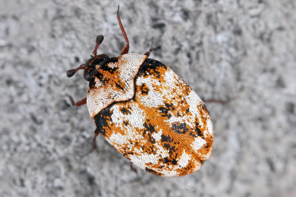 Orange and black spotted beetle with long antennae on light gray textured stone background, macro nature photography