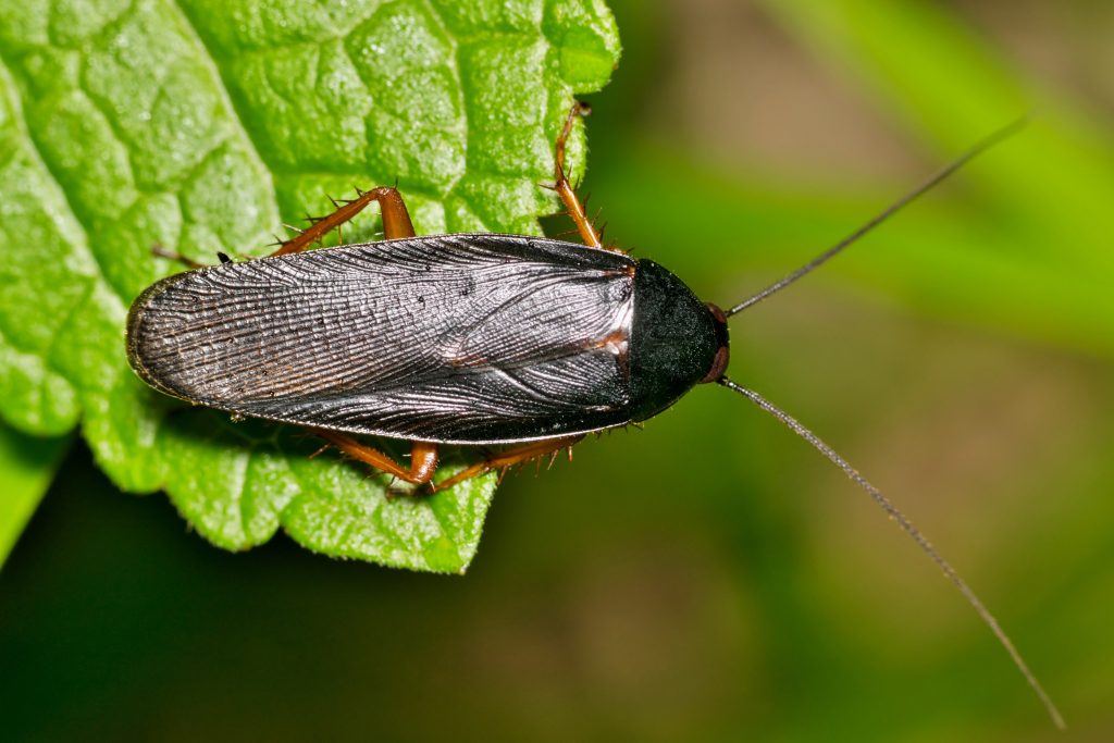 Black cockroach with brown legs perched on bright green leaf, macro nature photograph with blurred green background