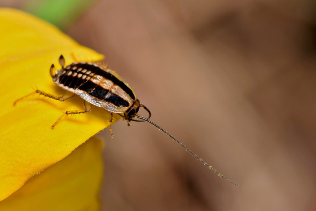Striped earwig on bright yellow leaf, macro close-up nature photography with blurred brown background