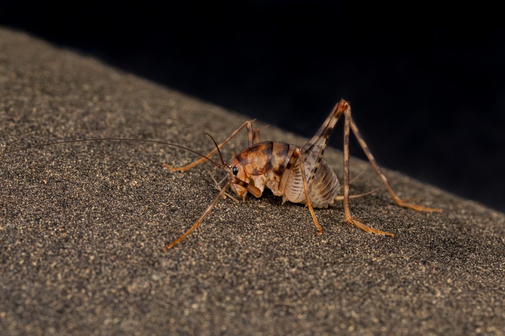 Brown cricket on textured sand surface with raking light, macro nature photography, dark background, detailed insect close-up