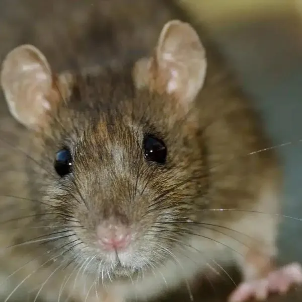 Close-up of a brown rodent's face, with large ears, dark eyes and long whiskers