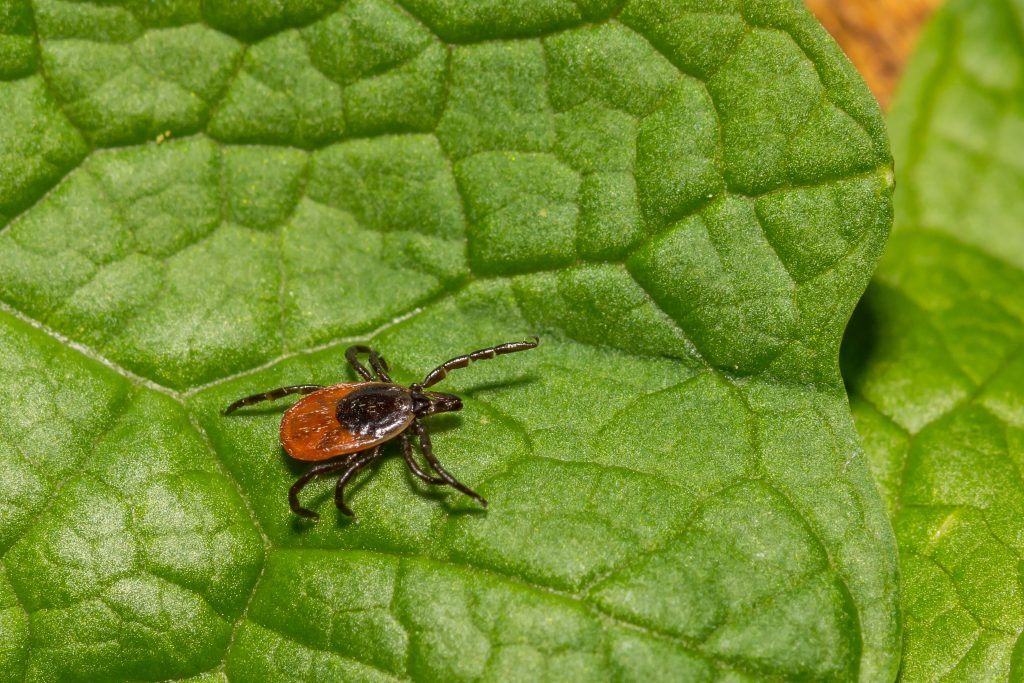 Brown and black tick on bright green leaf surface, macro nature photography, detailed close-up of parasitic insect on foliage