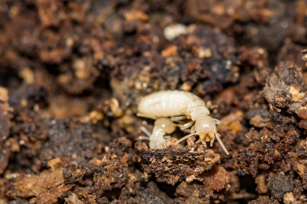 Pale termite on dark soil and wood debris, macro nature photography, high depth of field, no visible text