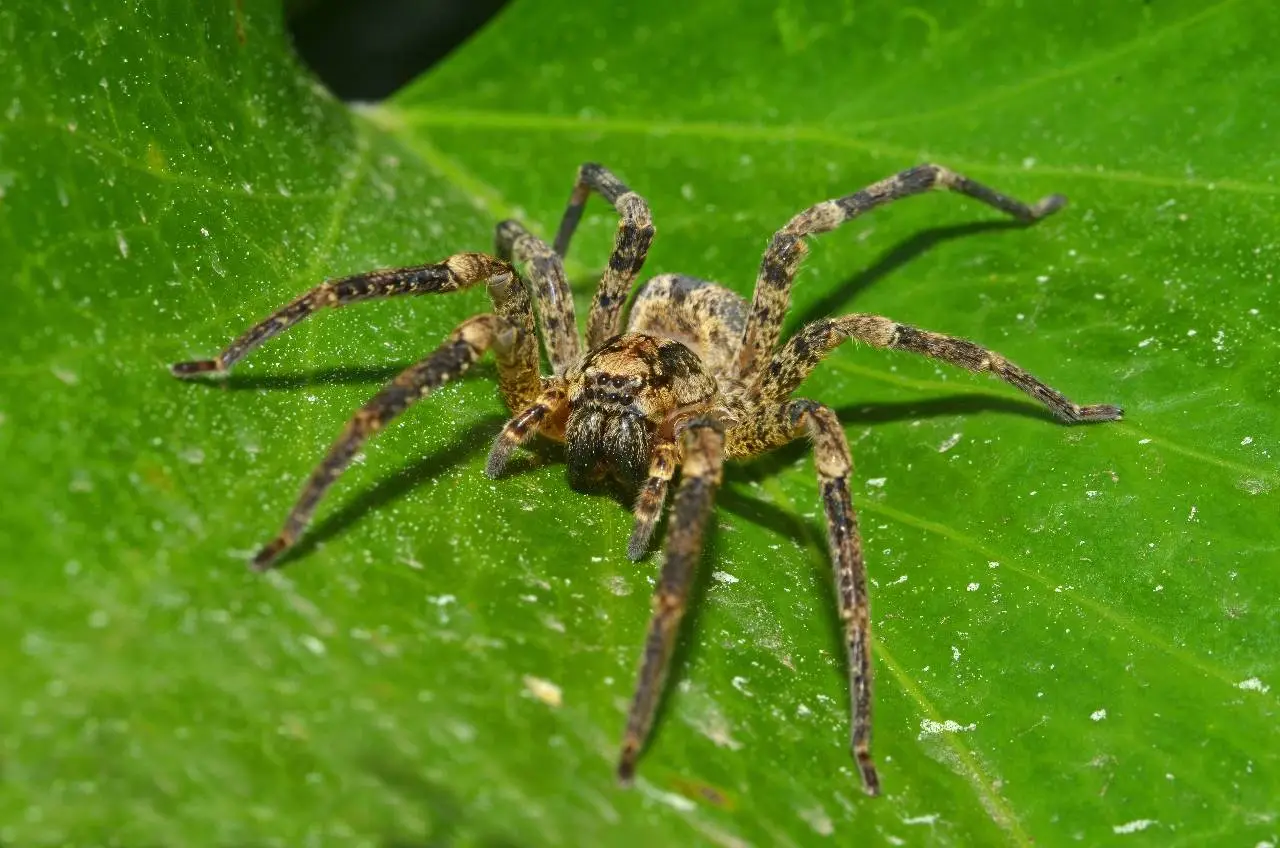 Mottled brown wolf spider with extended legs on bright green leaf with water droplets, macro nature photography