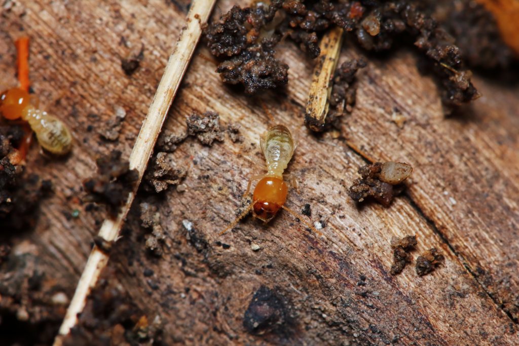 Bright red and black ladybug on weathered wood bark with soil and debris, macro nature photography, close-up macro shot